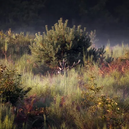 Nyaraló Au Calme Avec Piscine, Vue Foret Troncais - Fr-1-489-139